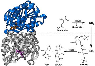 Glutamine Hydrolysis by Imidazole Glycerol Phosphate Synthase Displays Temperature Dependent Allosteric Activation